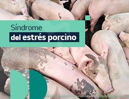 Síndrome del estrés porcino.