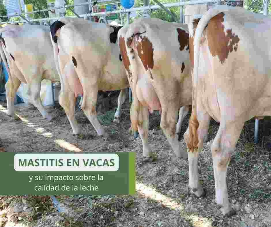 Mastitis en vacas y su impacto sobre la calidad de la leche