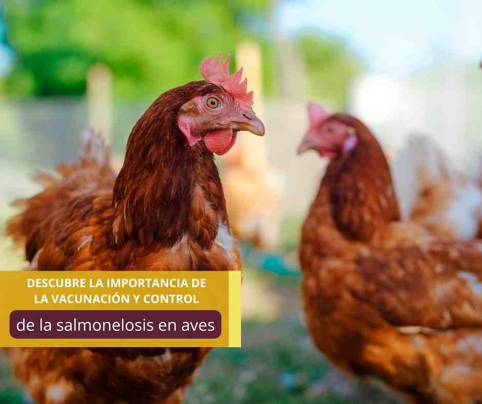 La importancia de la vacunación para prevenir la salmonelosis en aves