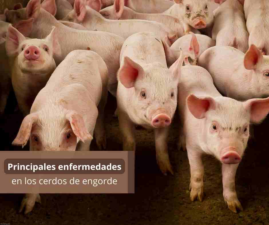 Principales enfermedades en los cerdos de engorde